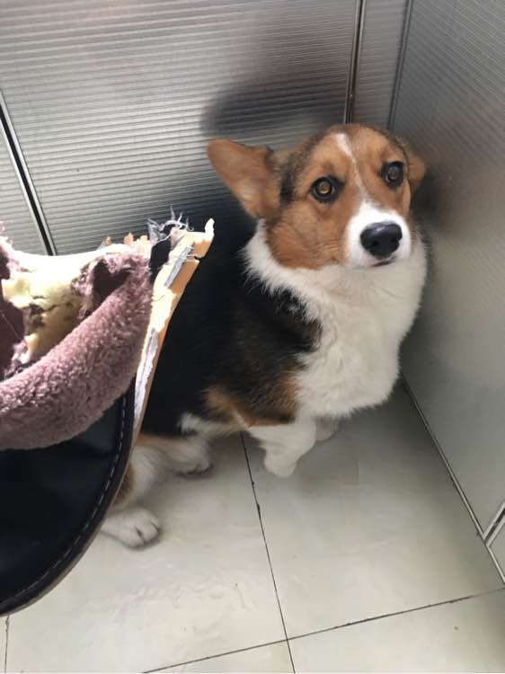 柯基咬鞋被抓,柯基咬坏家具被主人揍