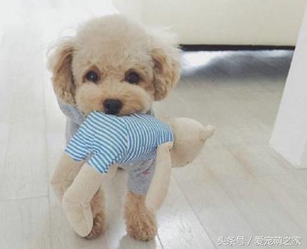 泰迪贵宾犬幼崽怎么养,贵宾犬泰迪日常喂养方法