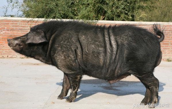 猪全群腹泻,猪病毒性腹泻呕吐吗