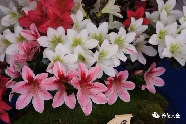 最美大杜鹃花图片,中国最美天然杜鹃花