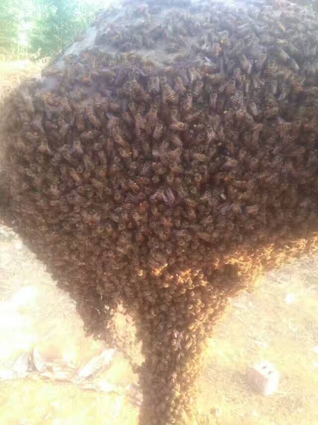 中华蜂怎么移窝,中华蜂采蜜