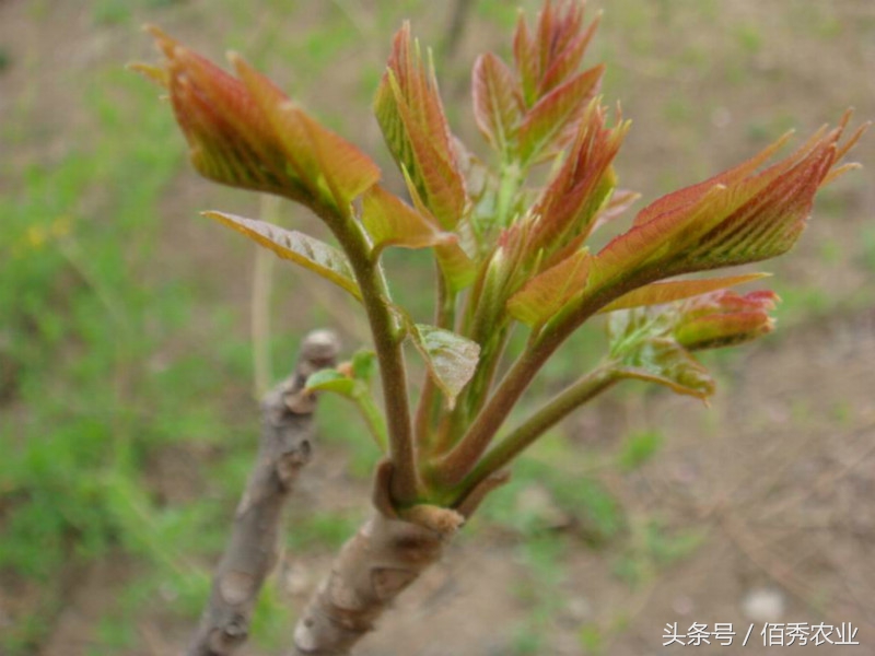 农村都有哪些野菜可抗癌,农村哪些野草可以治胃病