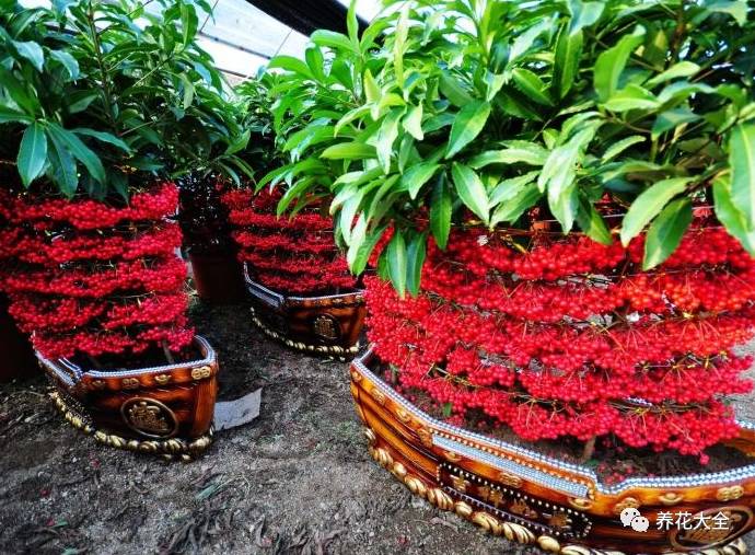 过年观赏花的盆栽,观果花卉盆栽大全