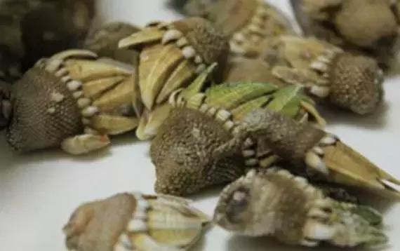 舟山海鲜美食推荐,舟山海鲜很新鲜又好吃