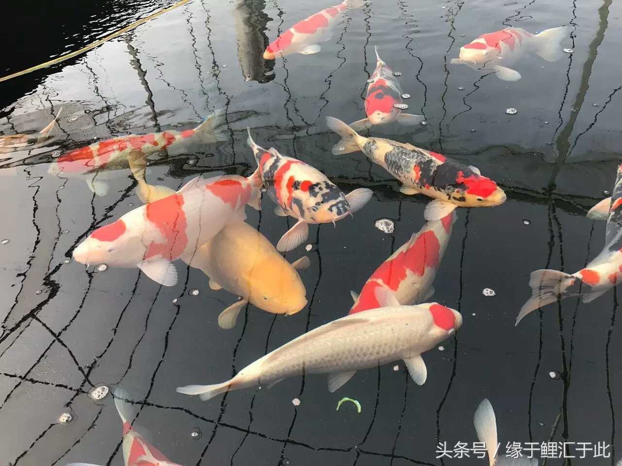 成功的养殖案例分析,成功养虾的经历