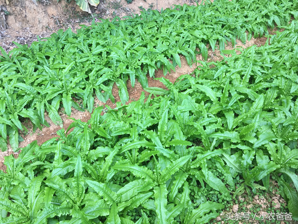 适合深圳种植的植物,深圳适合种植的植物