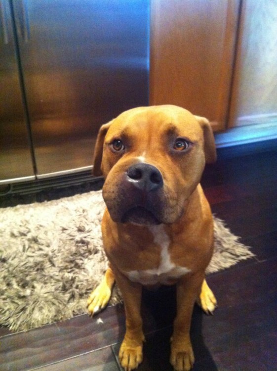 被蜜蜂蛰过的大黄狗,被黄蜂蛰到后的狗狗