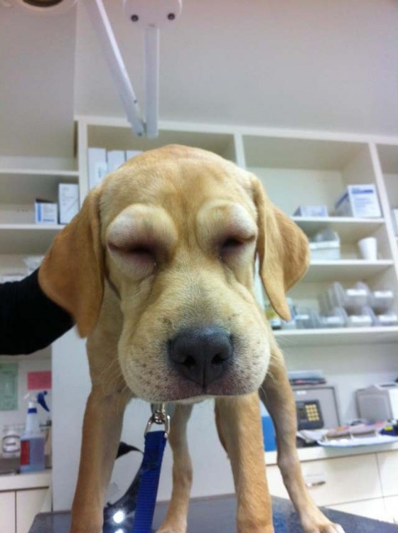 被蜜蜂蛰过的大黄狗,被黄蜂蛰到后的狗狗