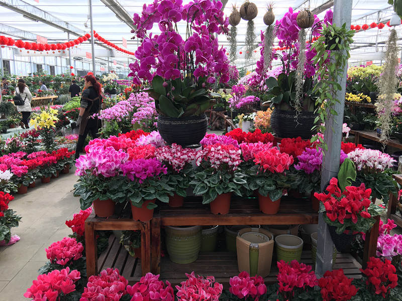 年宵花市探“鲜”记（一）之孤独的花大姐