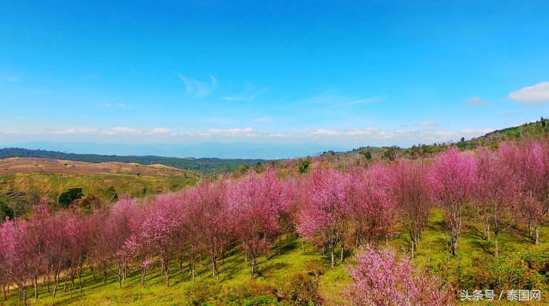 泰国黎府,泰国北柳府樱花