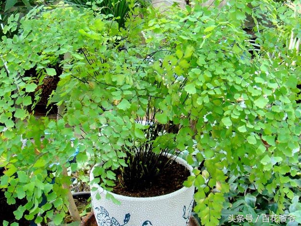 吸收甲醛最佳的十种植物,吸收甲醛最佳的十种植物排行榜