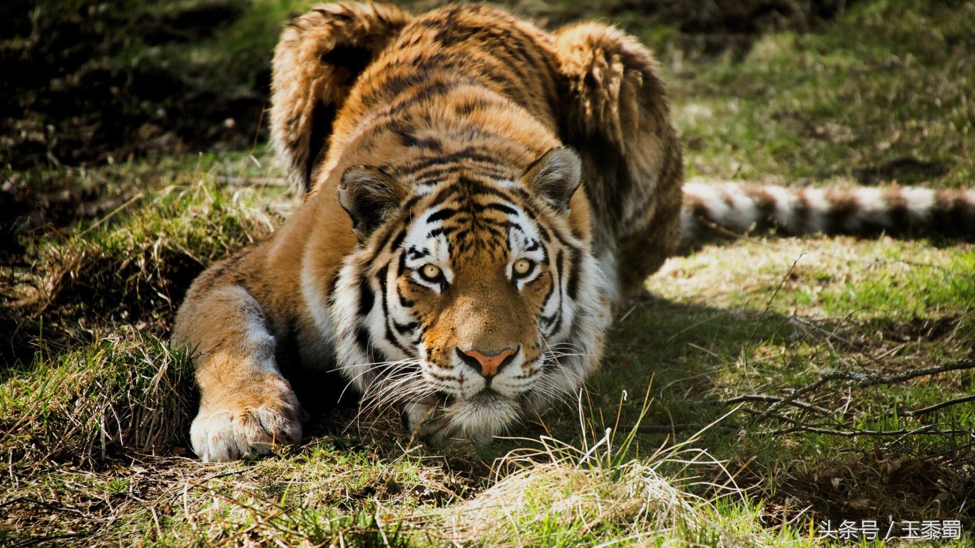 藏獒和老虎狮子哪个厉害,藏獒vs老虎狮子豹子