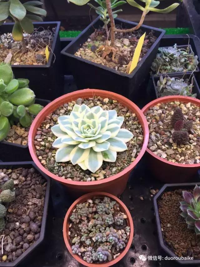 台湾寻肉之旅：小玲带你逛春节的台北花市！