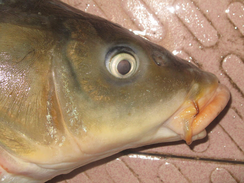 钓获巨鲤,钓巨型大鱼被伤