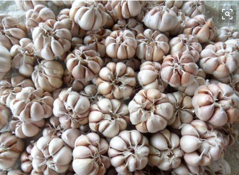 虽然它不好吃也不好闻，但我们却离不开它