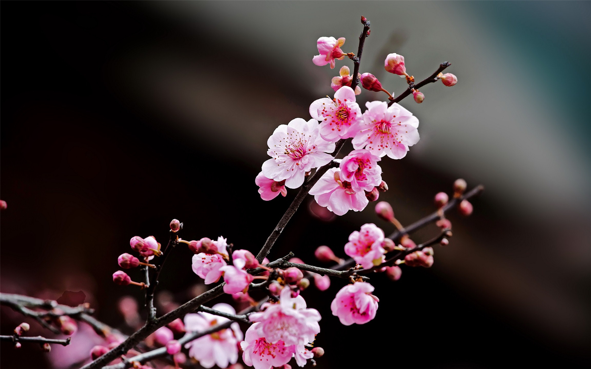 咏梅吟诵完整版,姜夔著名的咏梅诗