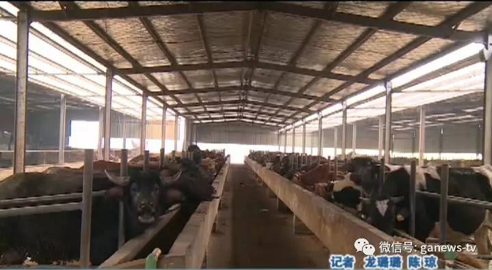 东南醇牛肉煮了一股酸味,清真排酸熟牛肉