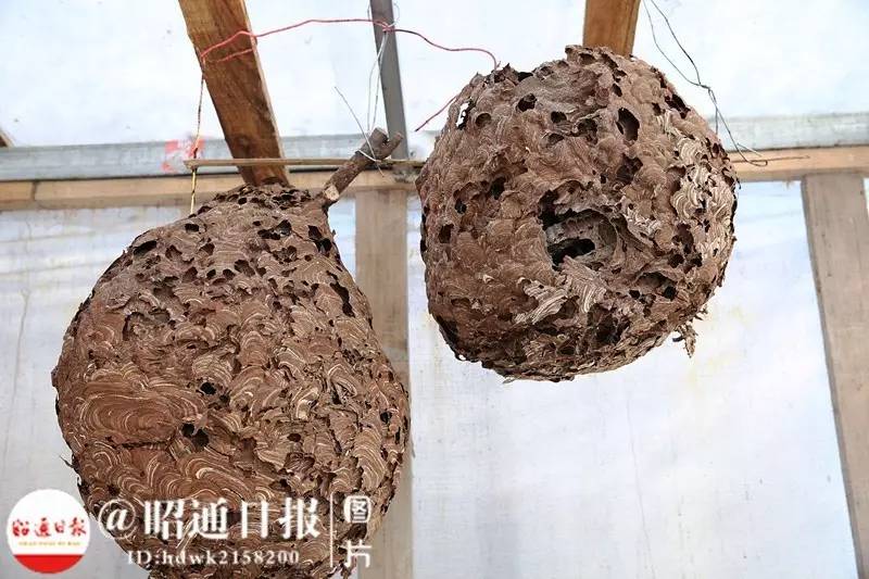 养蜂人捅马蜂,小伙捅马蜂窝蜂王跑了