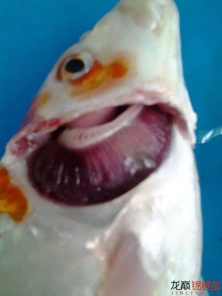 锦鲤皮肤寄生虫,不常见的锦鲤寄生虫