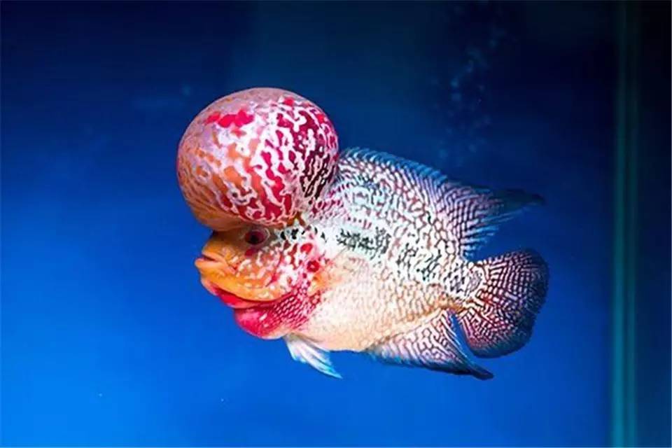 主人，我也想做你的比翼鸟，可以吗？