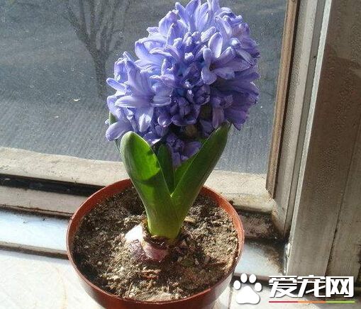 风信子根烂了怎么补救,风信子花期烂根怎么办