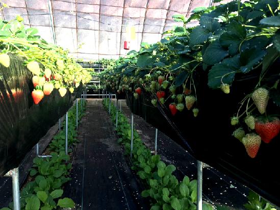 中国草莓第一县东港,东港何应奇草莓基地