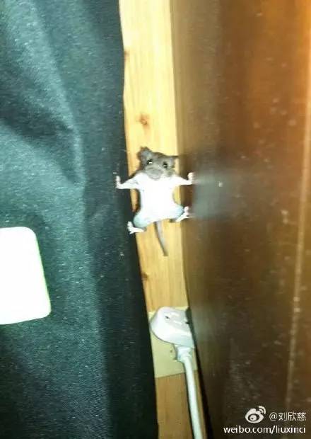 太搞笑了的图片,太搞笑了配图