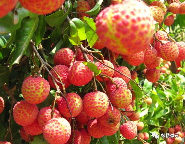 百香果都有哪些你不知道的功效,白果功效