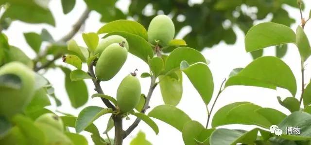 假木瓜可以吃吗,每天一个新鲜熟木瓜吃了好吗