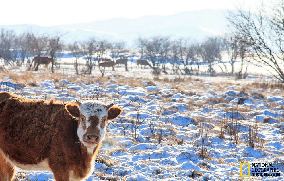趁冬天还没有来临之前去一趟,一起到坝上去看雪