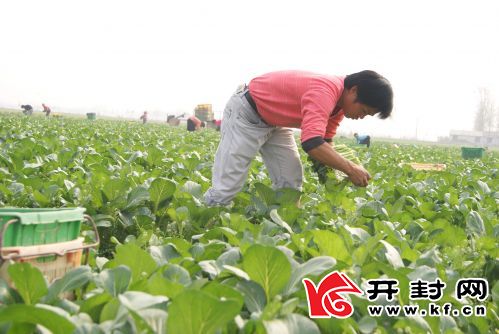 尉氏县县域经济发展现状,尉氏县经济发展规划