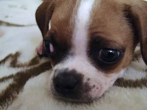 遇到卖病狗的狗舍该怎么处理,狗市买狗怎么避免买到病狗