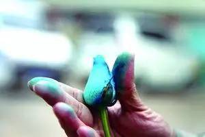 情人节假花蓝色妖姬,情人节卖荧光玫瑰