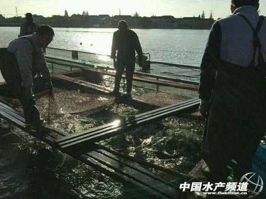 农村鱼塘养鱼新模式,一亩鱼塘规模化养鱼