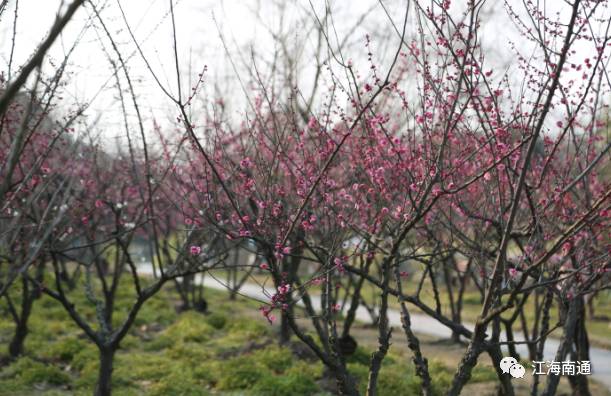 这个元宵不寂寞!南通首届梅花节本周开展,看点多多!