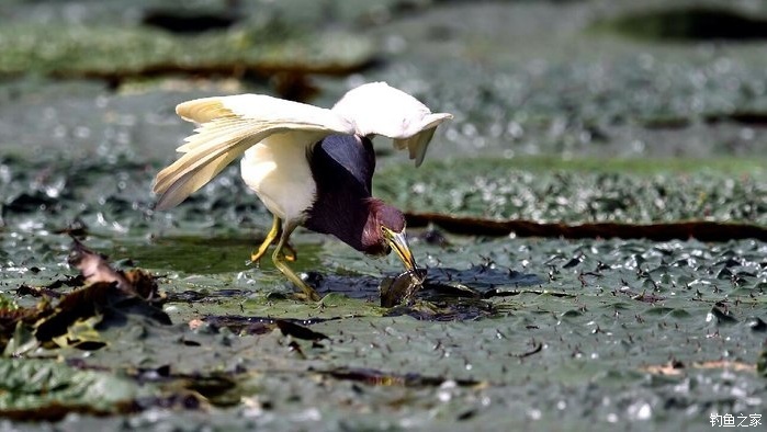 青山荒野垂钓,青山野钓哪里最好玩