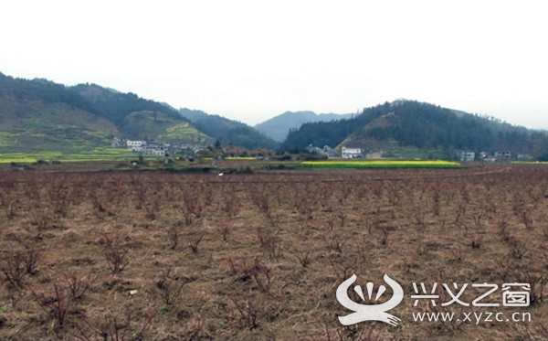 种植玫瑰助力乡村振兴,兴仁市新龙场镇玫瑰花基地