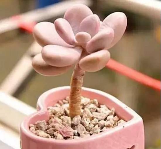 秀肉肉｜多肉老桩的5大形态，每一个我都爱！