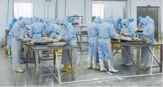 福建宁德市三都大黄鱼,宁德三都港大黄鱼