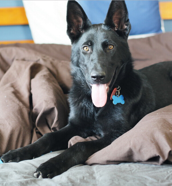 我家的德牧和别人家的德牧,我家德牧黑白两道杠