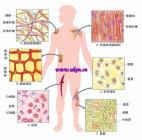 结缔组织病预兆,结缔组织病50岁死亡率高吗