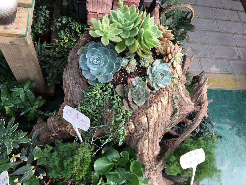 年宵花老桩,年宵花老桩图片大全