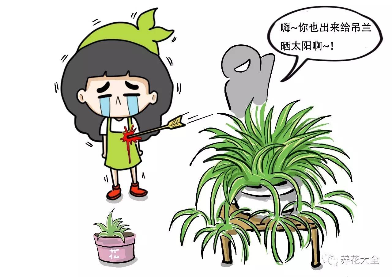 养花小技巧牡丹吊兰图解,绿萝吊兰怎么养成瀑布