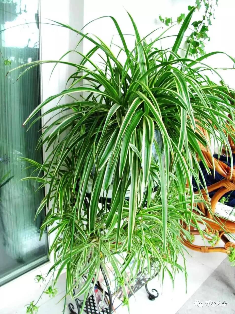 养花小技巧牡丹吊兰图解,绿萝吊兰怎么养成瀑布