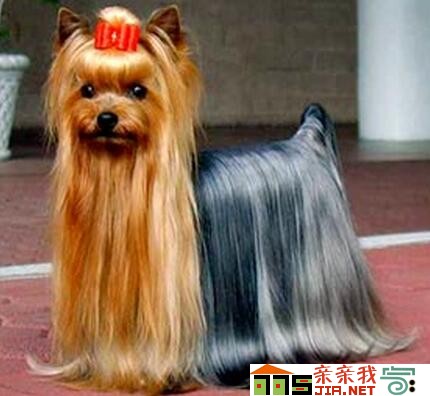 纯黑狗狗品种大全,狗狗品种大全智商排名