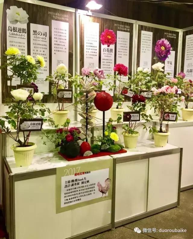 春节花市的鲜花,春节能看花的植物