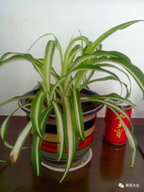 绿萝瀑布吊兰,养花吊兰绿萝