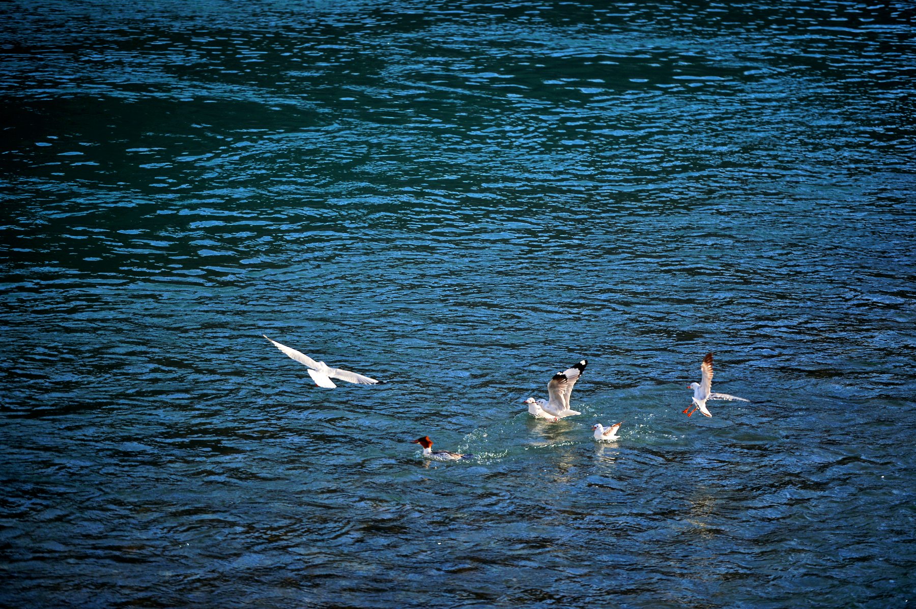河道被挖开,被挖出来的河