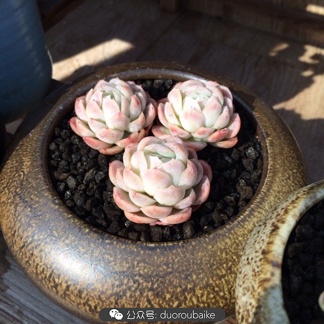 院子阳光房多肉,阳光房庭院多肉