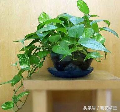 酱油加水浇绿萝怎么绿萝变黄叶了,绿萝叶子发黄怎么办用什么方法